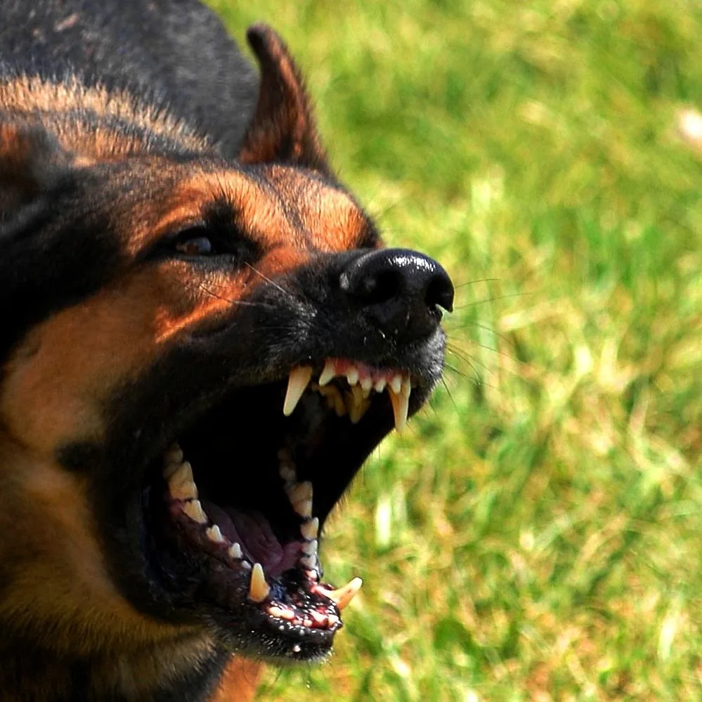 A snarling dog standing in grass